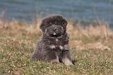 DOGUE DU TIBET 192